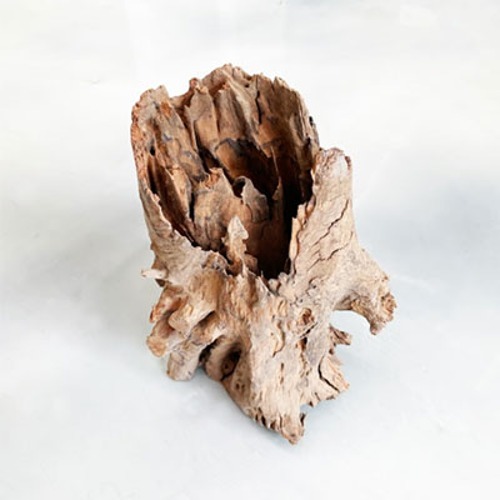 그루터기 자연 유목 (소)  15-20cm