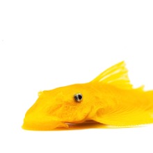 황금빛 안시 숏핀 유어 이미지,주니멀 브랜드의 청소 열대어 수족관 이미지